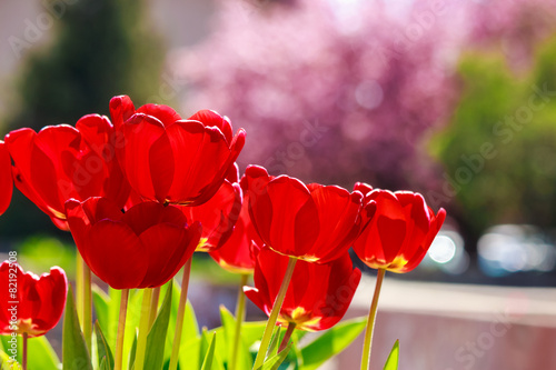 Fotoroleta piękny ogród natura tulipan