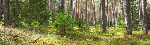 Naklejka roślina piękny estonia dziki