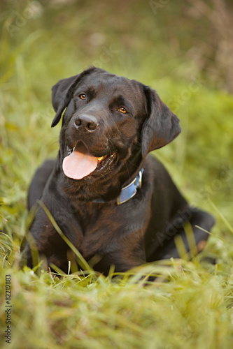 Plakat Czarny Labrador Retriever