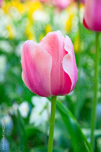 Naklejka Tulips