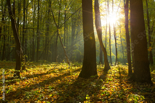 Fototapeta spokojny roślina park lato