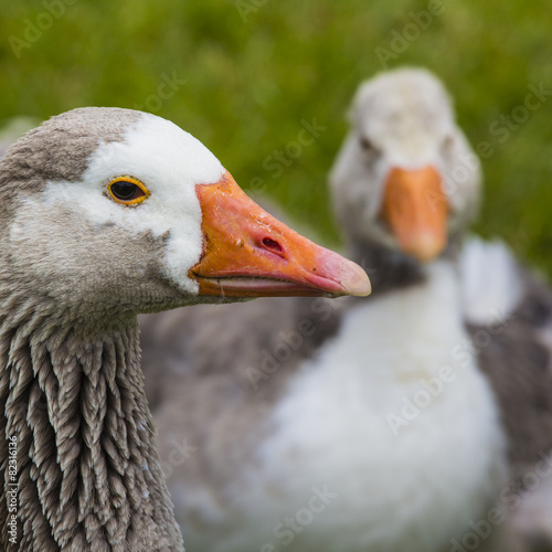 Fotoroleta gęś lato ptak natura krajobraz