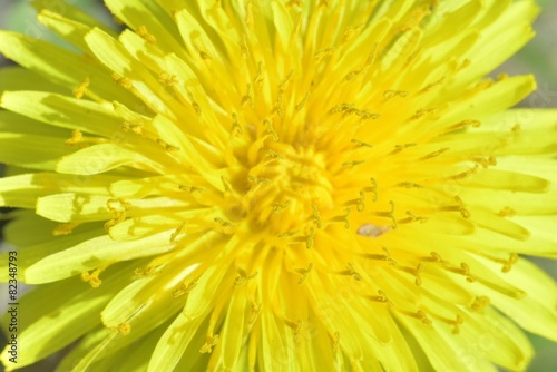 Obraz na płótnie kwiat makro biały cios sprężyna