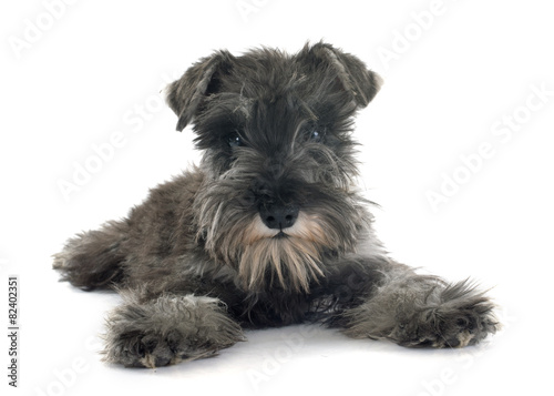 Plakat pies zwierzę szczenię