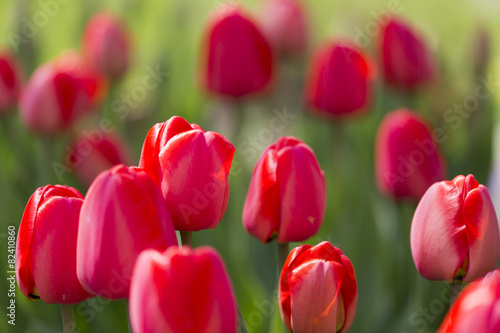 Plakat roślina natura ogród kwiat tulipan