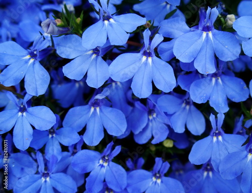 Fototapeta roślina ładny kwiat czerwiec lobelia