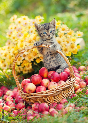 Plakat Mały kociak w koszyku z jabłkami
