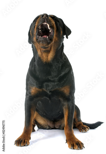 Plakat Rottweiler