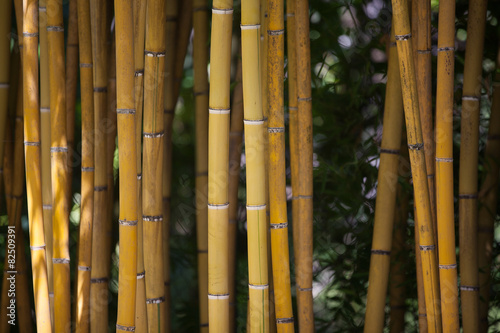 Obraz na płótnie roślina las bambus natura
