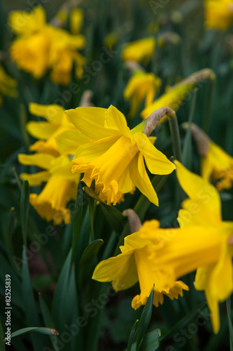 Fototapeta Spring flowers in nature