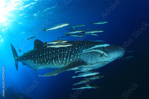 Obraz na płótnie morze dziki ryba woda tajlandia