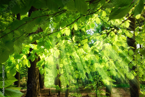 Naklejka natura roślina park słońce