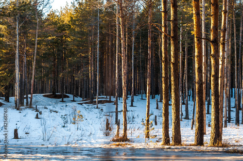 Obraz na płótnie pejzaż natura drzewa las