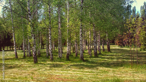 Naklejka piękny roślina trawa drzewa natura