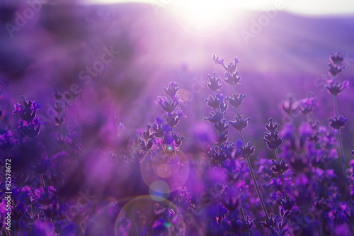 Fotoroleta trawa natura lawenda lato