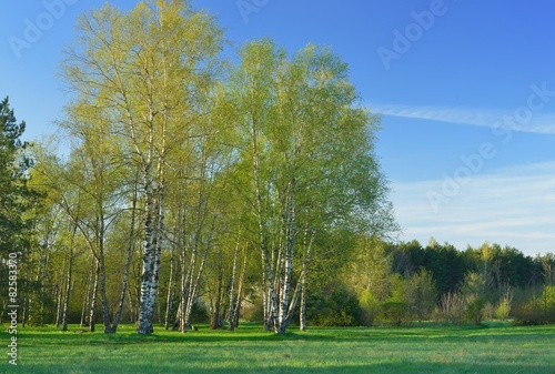 Plakat świt brzoza łąka krzew