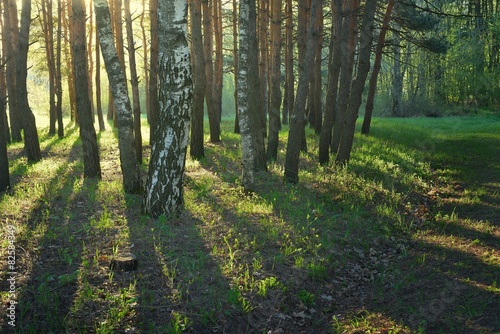 Fotoroleta świeży drzewa kaukaz krzew polana