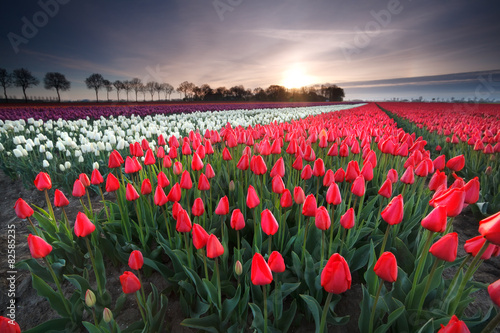 Plakat tulipan łąka pole