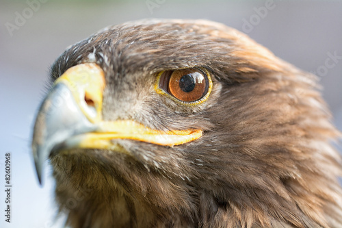 Naklejka natura dziki ptak portret oko