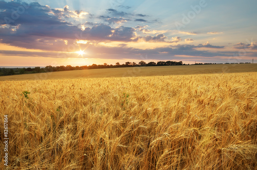 Plakat pastwisko zmierzch łąka słoma natura