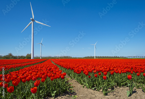 Naklejka natura kwiat tulipan