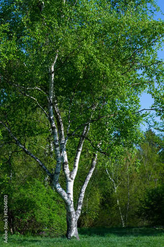 Naklejka lato wiejski natura