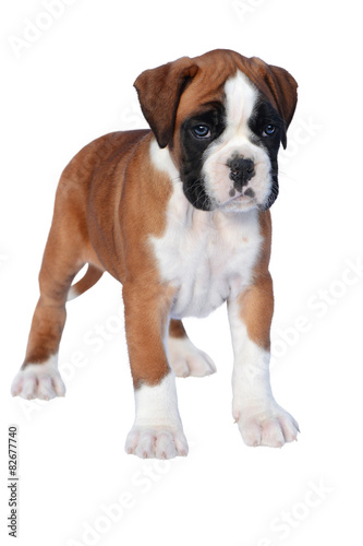 Plakat ładny zwierzę pies szczenię