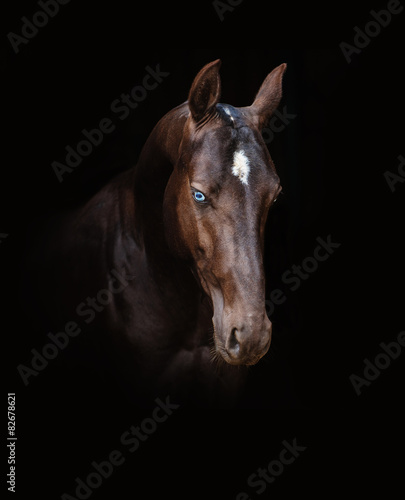 Plakat ogier klacz natura portret dziki