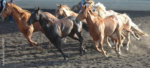 Naklejka byk krowa wół mustang dziki koń