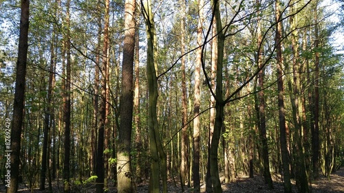 Obraz na płótnie słońce lato drzewa las spacer