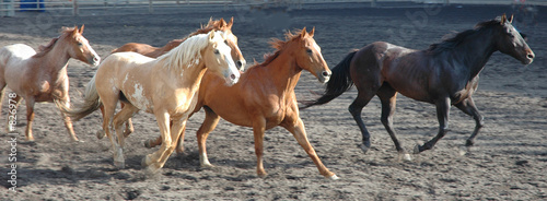 Plakat koń byk krowa bydło mustang