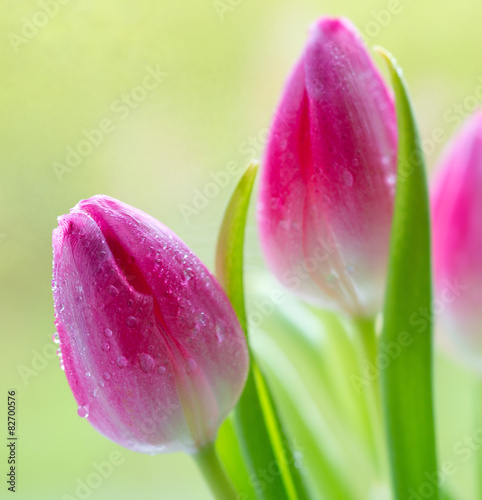 Naklejka piękny świeży tulipan ogród kwiat