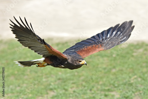 Fotoroleta fauna ptak natura dziki zwierzę