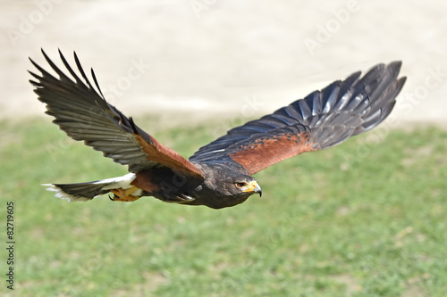 Naklejka fauna ptak natura dziki zwierzę