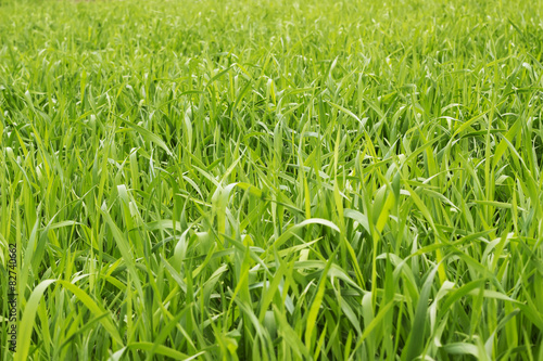 Plakat natura słońce roślina widok trawa