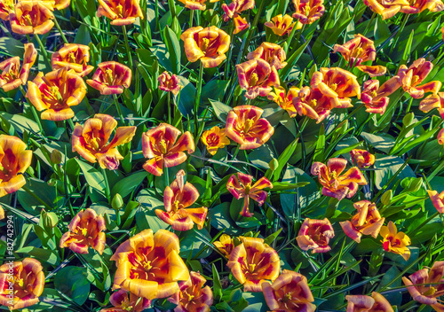 Fotoroleta Top view of the tulip flowers