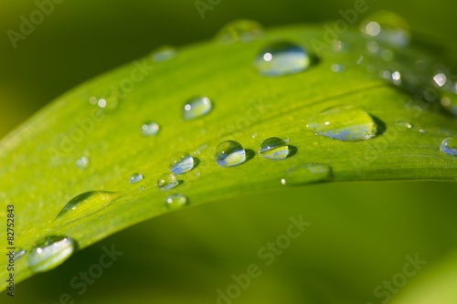 Fototapeta natura lato pole ogród