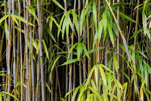 Obraz na płótnie roślina orientalne bambus azja roślinność