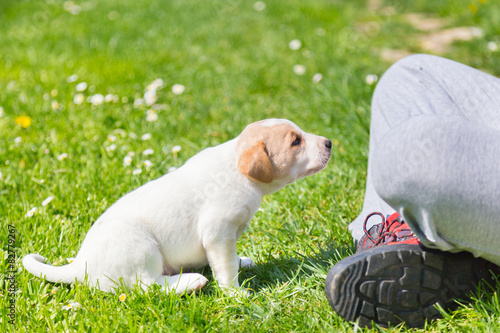 Fotoroleta lato zwierzę ssak łąka park