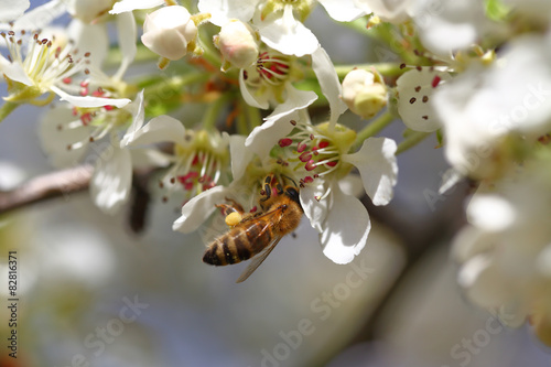 Fotoroleta natura żniwa łąka