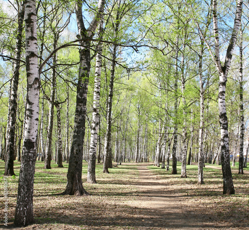 Naklejka roślina rosja natura trawa dziki