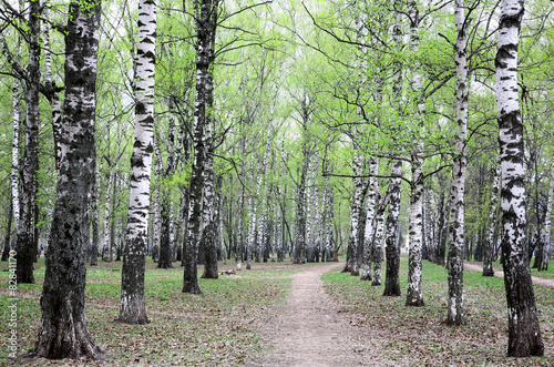 Plakat drzewa piękny natura