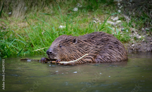 Fotoroleta woda gryzoń natura obgryzać