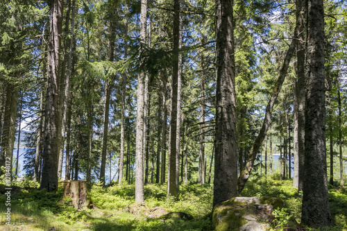 Naklejka słońce natura krajobraz