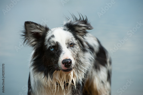 Plakat Border collie portret