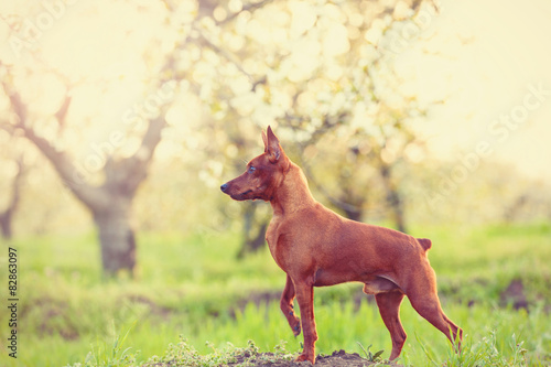 Plakat Pinscher na spacerze