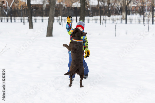 Fotoroleta Żółty labrador retriever leży