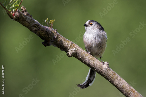 Fototapeta natura ptak dziki ogród pejzaż