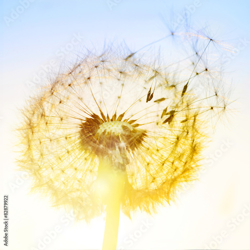 Obraz na płótnie natura kwiat słońce