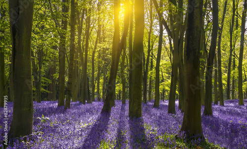 Plakat witalność drzewa las natura